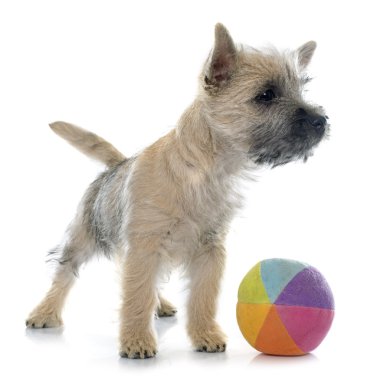 köpek yavrusu cairn terrier