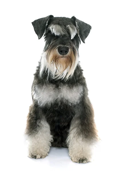 Schnauzer em miniatura para adultos — Fotografia de Stock