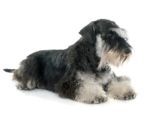 Schnauzer em miniatura para adultos — Fotografia de Stock