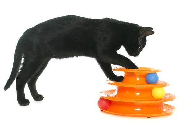 Gatinho brincando com brinquedo — Fotografia de Stock