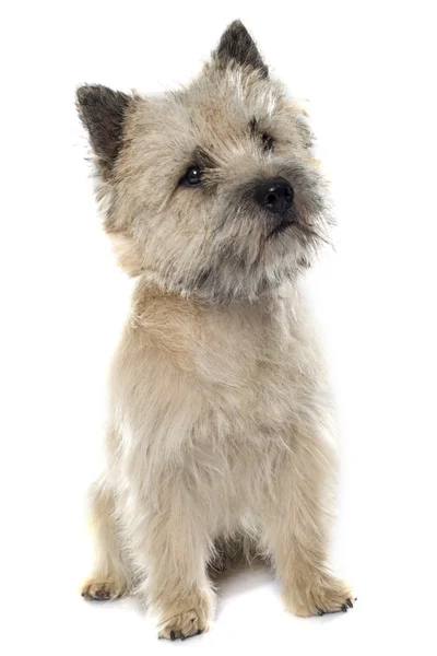 Fajtiszta cairn terrier — 스톡 사진
