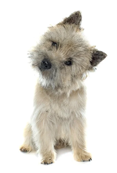 Reinrassiger Cairn Terrier — Stockfoto