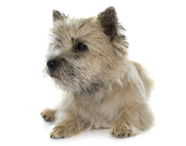 Reinrassiger Cairn Terrier — Stockfoto