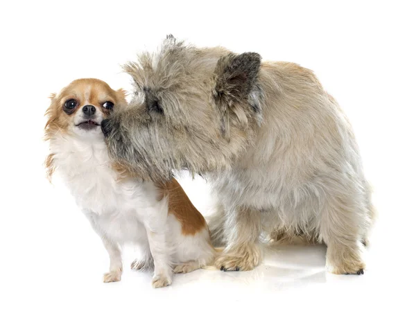 Renrasig cairn terrier och chihuahua — Stockfoto