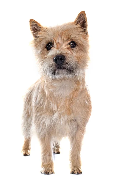 Terrier cairn puro — Fotografia de Stock