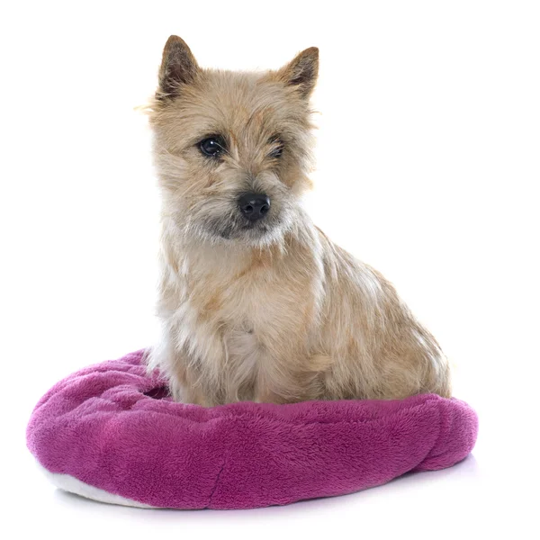 Terrier de cairn de race — Photo