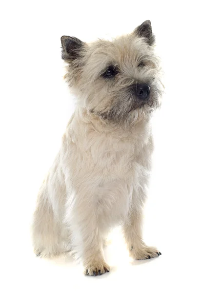 Rasowe cairn terrier — Zdjęcie stockowe