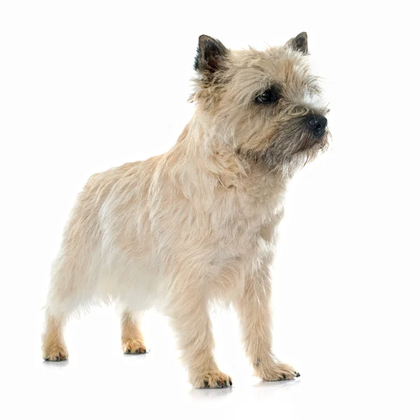 Purebred cairn terrier — Stock Photo, Image