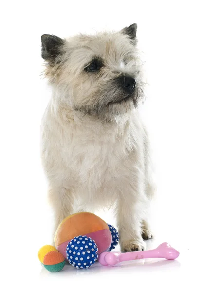 Cairn Terrier spielen — Stockfoto