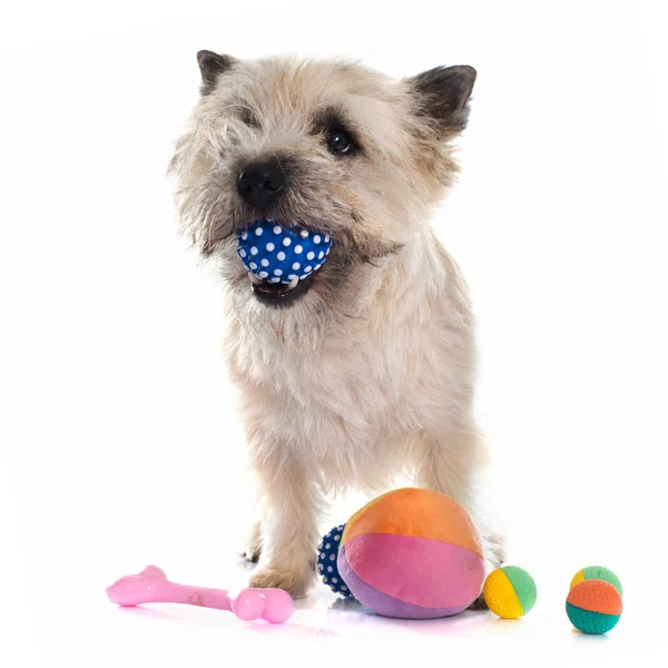 Cairn Terrier spielen — Stockfoto