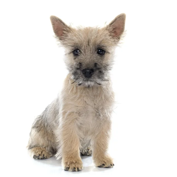 Cachorro cairn terrier — Fotografia de Stock