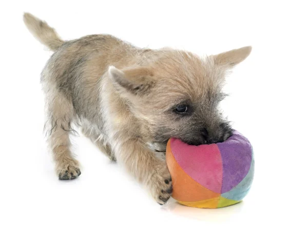 Puppy cairn terrier — Stock Photo, Image