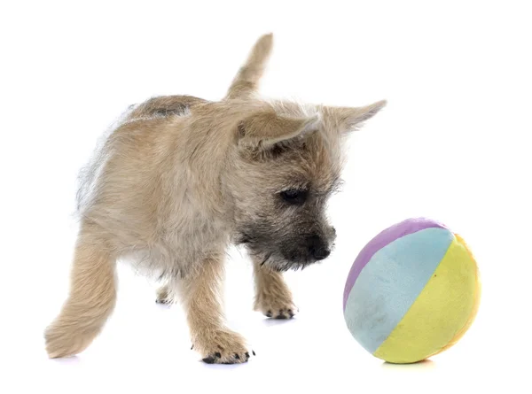 Cucciolo terrier cairn — Foto Stock