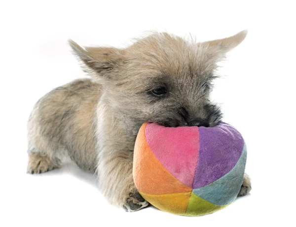 Cachorro cairn terrier — Fotografia de Stock