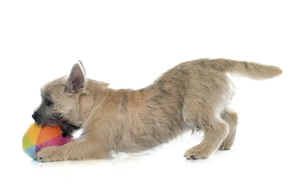 Kiskutya cairn terrier — Stock Fotó