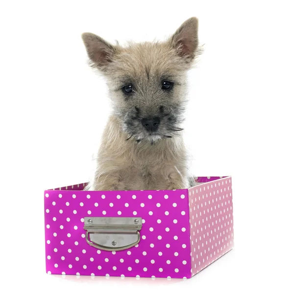 Chiot cairn terrier — Photo