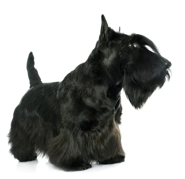 Reinrassiger Schottischer Terrier — Stockfoto