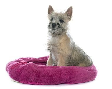 köpek yavrusu cairn terrier
