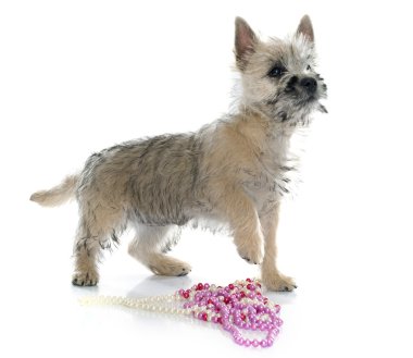 köpek yavrusu cairn terrier