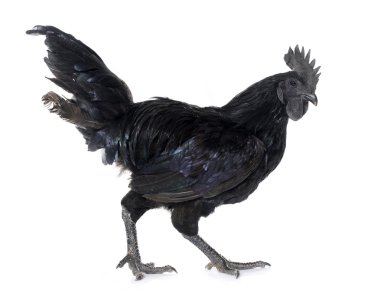 horoz ayam cemani
