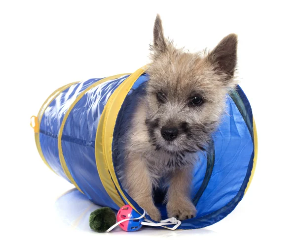 Valp cairn terrier — Stockfoto