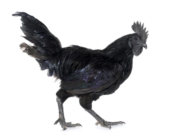 Hahn ayam cemani — Stockfoto