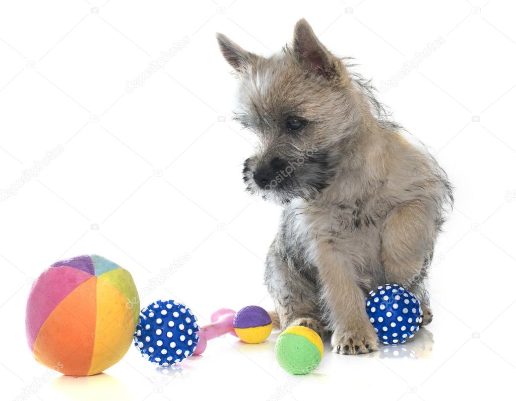 puppy cairn terrier