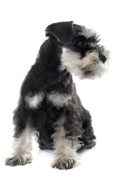 Kölyök Törpe schnauzer — Stock Fotó