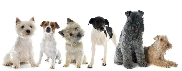 Grup Terrier — Stok fotoğraf