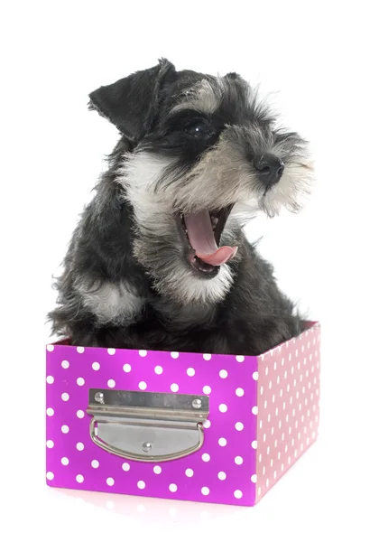 Puppy miniature schnauzer — Stock Photo, Image