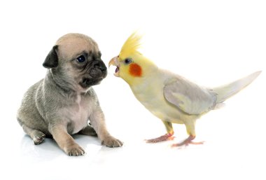 Genç köpek yavrusu chihuahua ve petsupplies