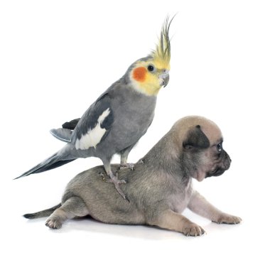 genç yavru chihuahua ve petsupplies