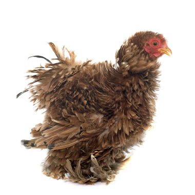 Kıvırcık tüysü tavuk Pekin