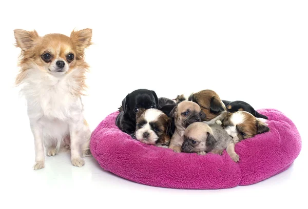 Grupo de cachorros y chihuahua — Foto de Stock