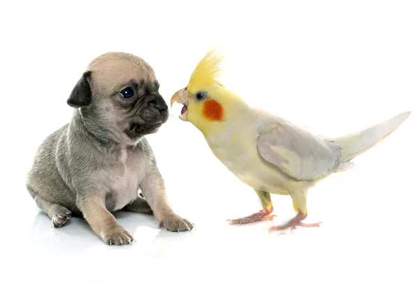 若い子犬チワワとオカメインコ — ストック写真