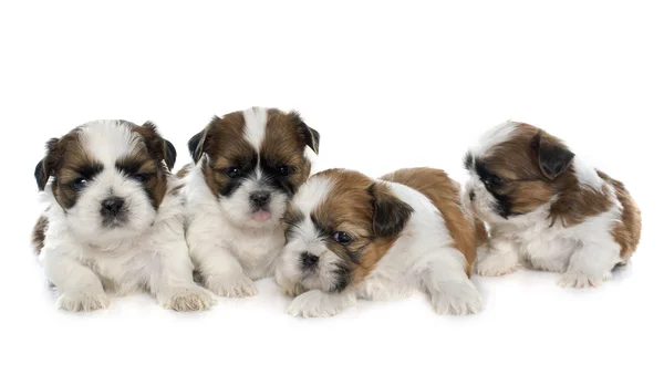 Cuatro cachorros shitzu — Foto de Stock