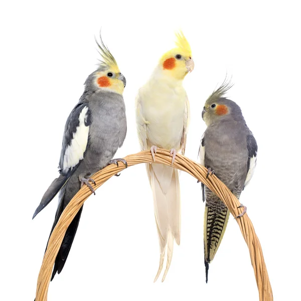 Tre cockatiel appollaiati — Foto Stock