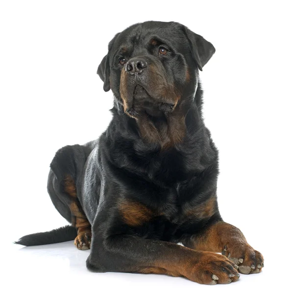 Safkan erkek rottweiler — Stok fotoğraf