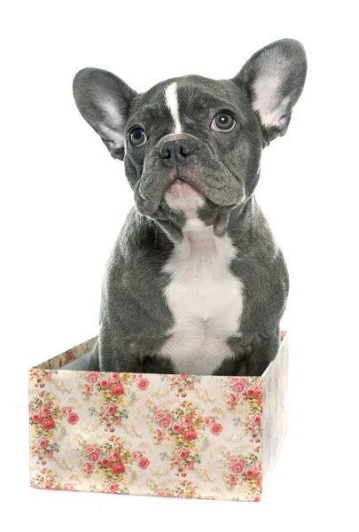 Puppy french bulldog — Stock Photo, Image