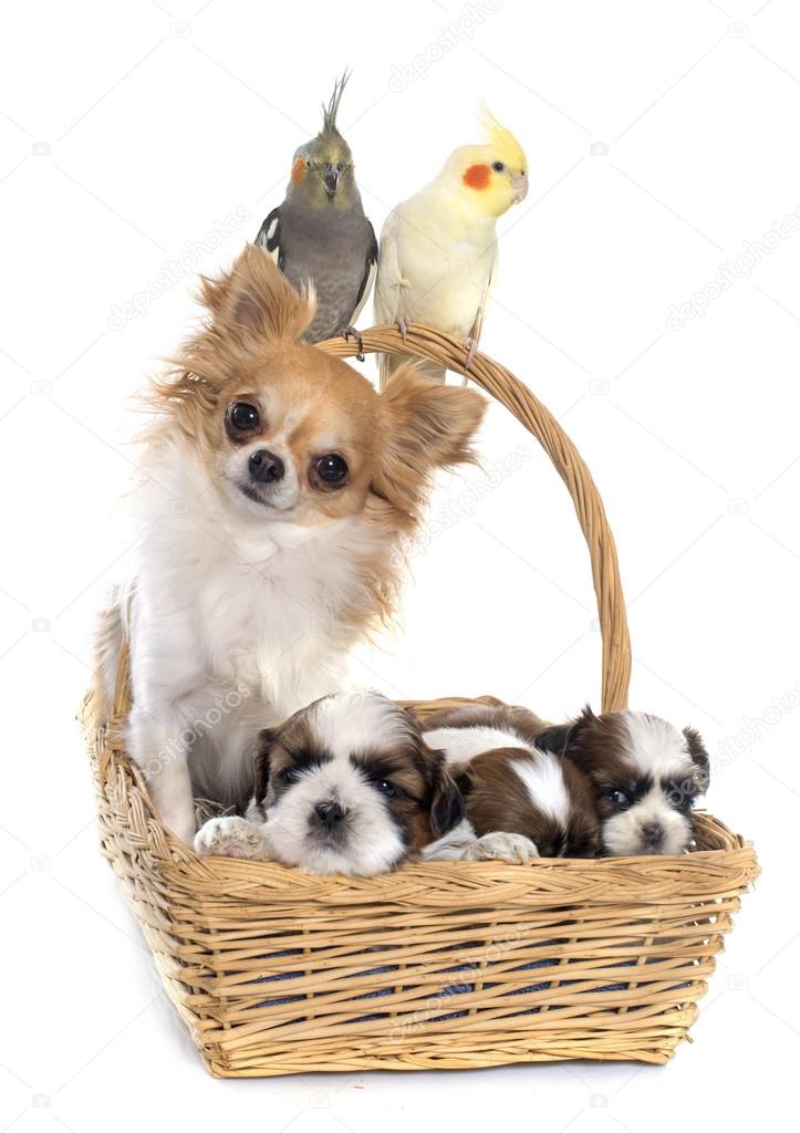 three cockatiel and dogs