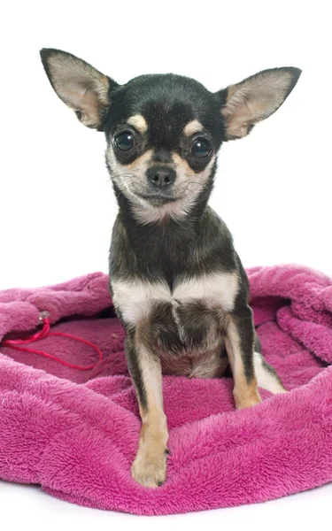 Chihuahua cachorro de raza pura — Foto de Stock