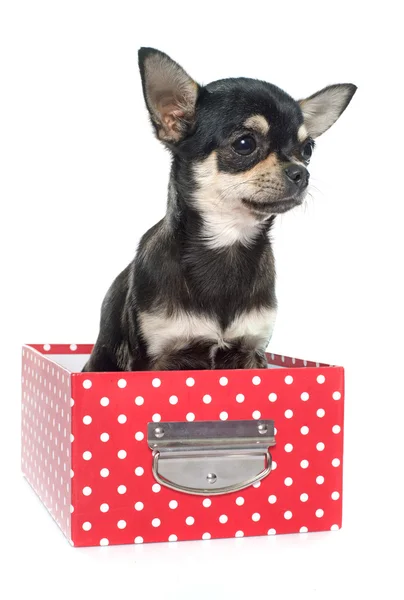 Rasowe szczeniak chihuahua — Zdjęcie stockowe