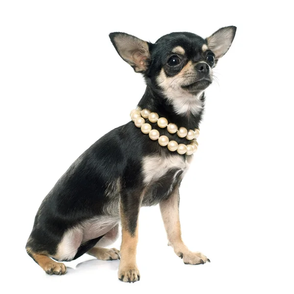 Renrasig valp chihuahua — Stockfoto