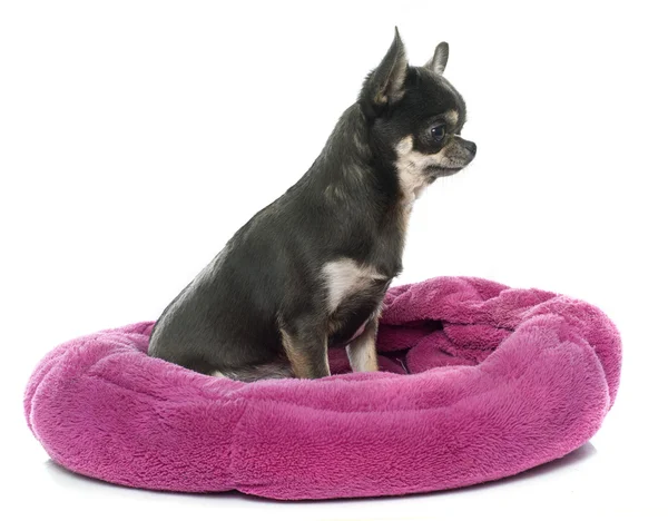 Safkan köpek chihuahua — Stok fotoğraf