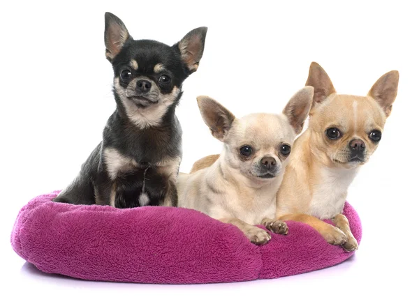 Reinrassige Welpen chihuahua — Stockfoto