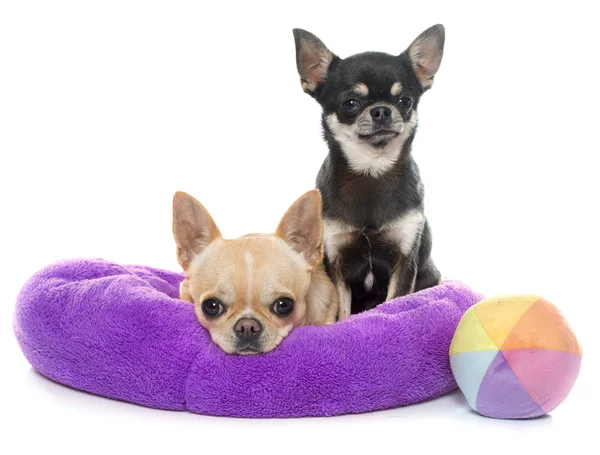 Cachorros de raza pura chihuahua —  Fotos de Stock