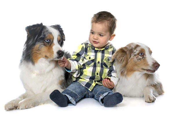 Niño pequeño y perros — Foto de Stock