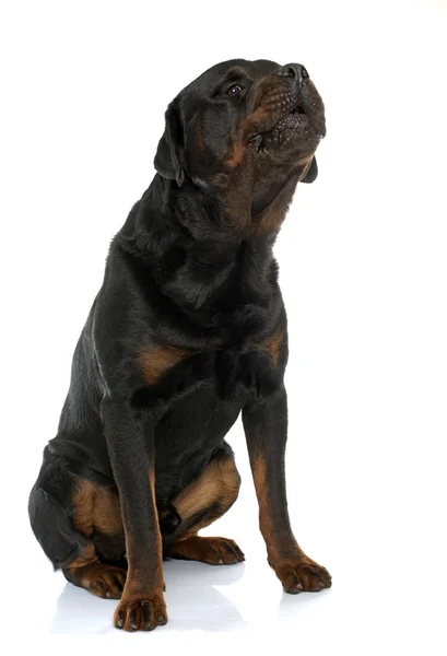 Rottweiler macho de raza pura — Foto de Stock