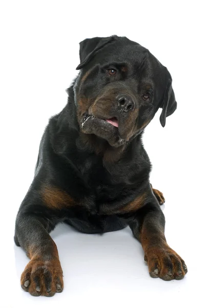 Safkan erkek rottweiler — Stok fotoğraf