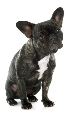 Kahverengi Fransız buldozer